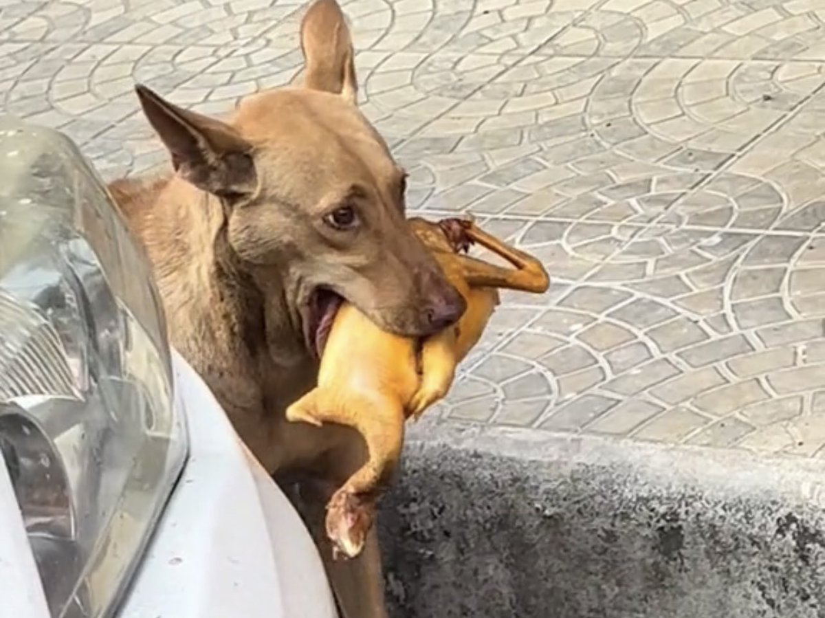 ต้าชั่วเท่อชั่ว ปู๋ย่าวหลาย อู๋หลู่หว่อเตอเหม่ย55555 หวานเจี๊ยบ