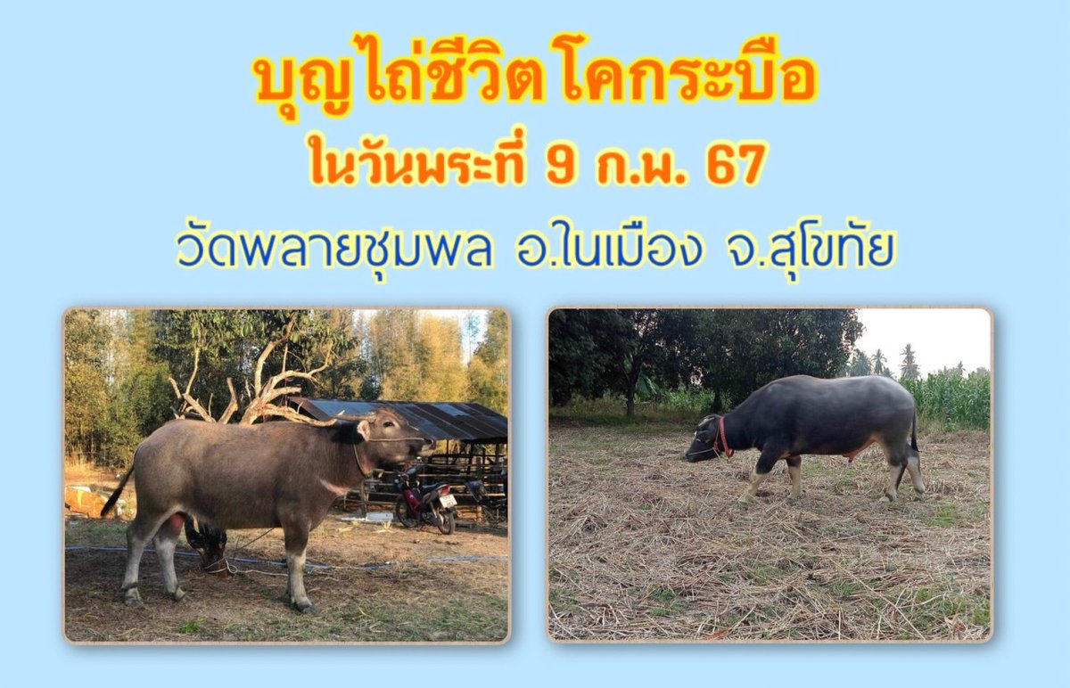 kadanboon1995's tweet photo. #วันพระใหญ่​🙏 ขอเชิญ​ร่วม​บุญ​ไถ่ชีวิต  2 ชีวิตใหญ่ให้รอด  ตอนนี้​ขาดปัจจัย​อีกแค่ 23,000 บาท​ สามารถ​ร่วม​บุญ​ได้​ตามกำลัง​ศรัทธา​และขอ​อนุโมทนา​บุญ​มา​ ณ​ ที่​นี้​  

ร่วมบุญ​ได้ที่ 
ธนาคารกรุงไทย 
เลข​บัญชี​ 6160645919 
ชื่อบัญชี​ พระครูปลัดสุวัฒนสาธุคุณ

ติดต่อสอบถามได้ที่ 0618026666 พระอาจารย์นาค​ เจ้าอาวาสวัดพลายชุมพลจังหวัดสุโขทัย