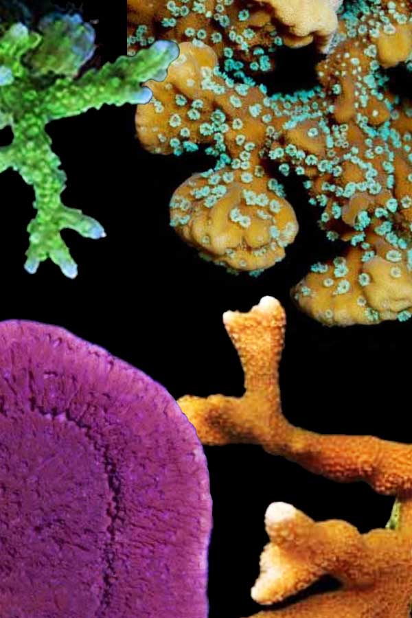 SaltwaterAq's tweet image. 💥NEW VIDEO RELEASE💥Monti vs. Monti - Mark COMPARES Montipora Corals!! 😎

Go to SaltwaterAquarium or our YouTube channel to Watch the Video!🐟🐟🐟
💜
#reeftank #fishfood  #eastsleepreef #saltwatertank #saltwateraquarium #copepods