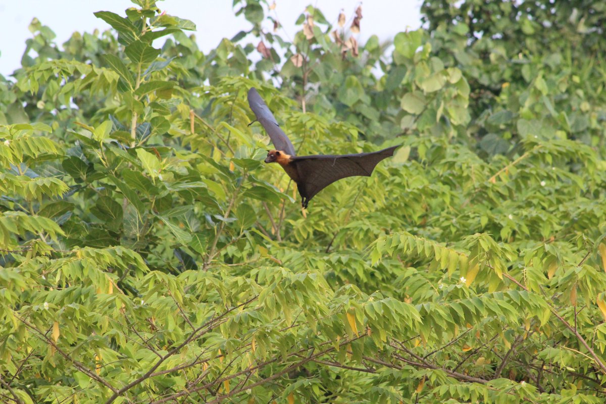 DaisyMaxey's tweet image. Flying fox (fruit bat) over jungle canopy (Nolivaranfaru, Maldives) #fruitbat #flyingfox #Maldives
