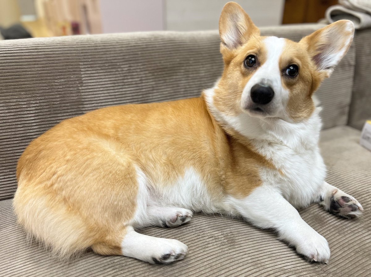 corgi_mugi's tweet photo. イヤイヤ期娘の対応に困ってると「大丈夫？」って顔で見てくれる、ありがとう😭 https://t.co/kgt5wNwsiC
