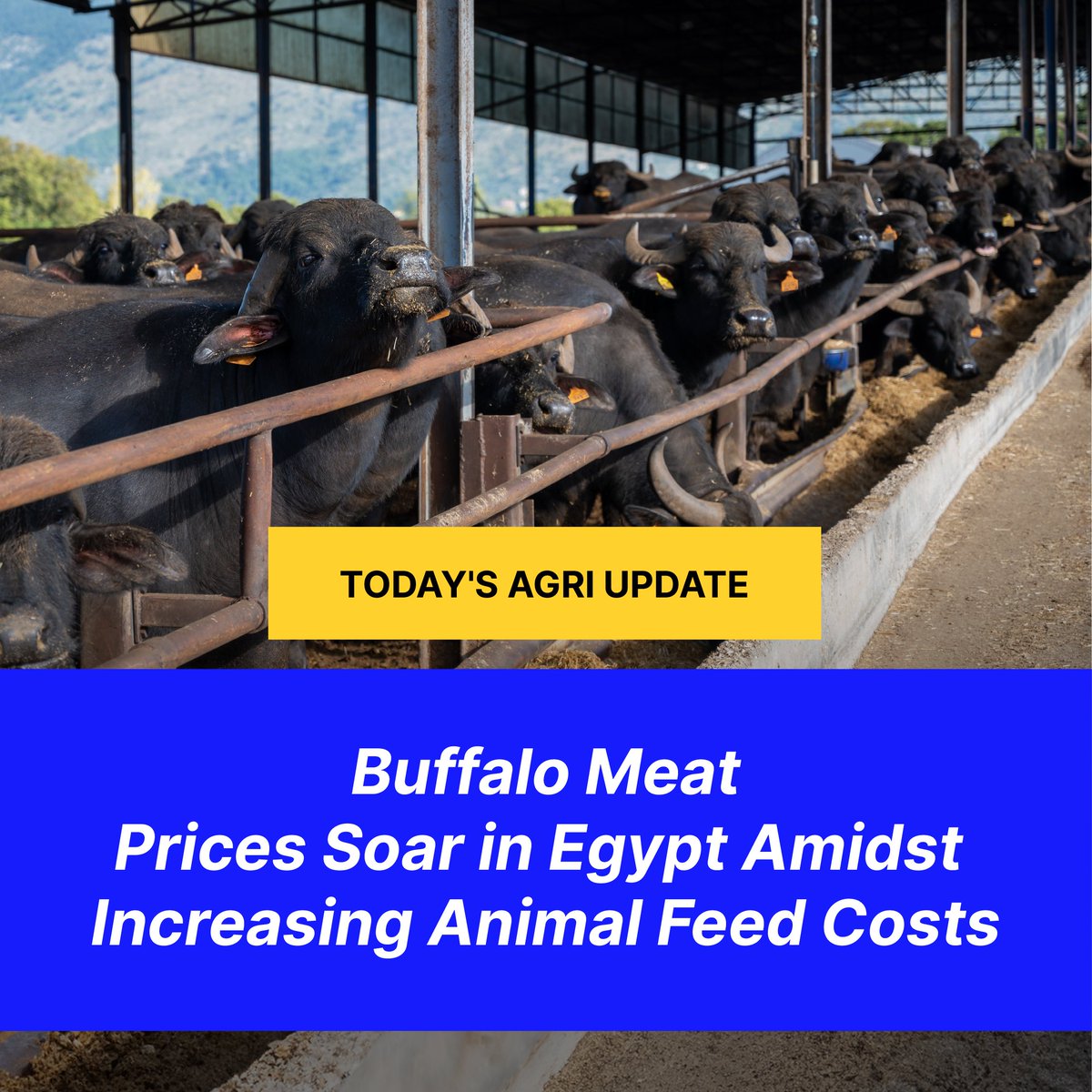 In January 2024, #buffalo #meat #prices in #Egypt surged by 10%, reaching  USD 12.93 per kilogram, compared to USD 10.99 per kilogram in November  2023. Read more here: https://t.co/Fmcpr8b3at
