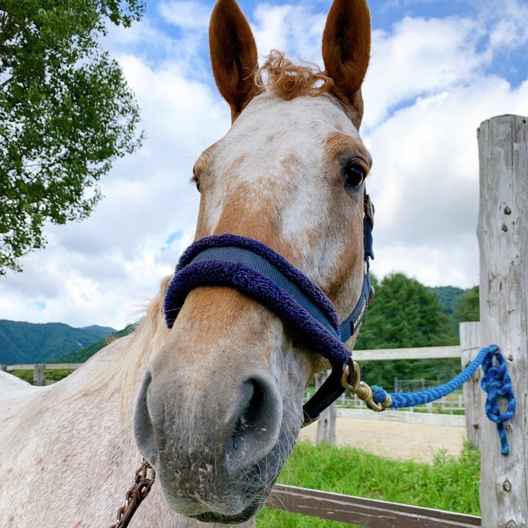 LinkMurayama's tweet photo. 「乗馬体験・馬とのふれあい広場」については当日来てくれる馬の写真もいただきました！ 

茶色の馬がアヤメちゃん、白い馬がカムロくんとのこと。 是非この2頭に会いに来てください‼ https://t.co/zgZgjHl3hv