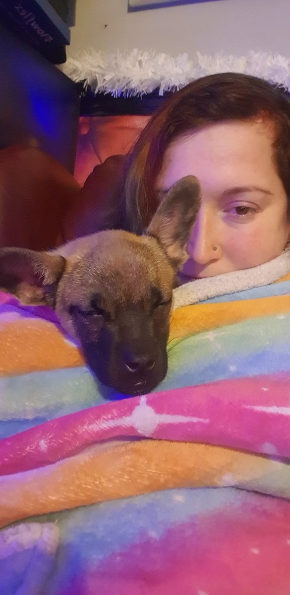 OhToBeAnywhere's tweet photo. Introducing Princess Cinderella Missy (Cindy) 
Our beloved Poppy could not hold on long enough to meet her,  but she is already picking up her traits.  Cindy is being trained as an Assistance dog. 
A Frenchie-Shephard, an Accidental mix, but super cute. https://t.co/DVqe5EBFGo
