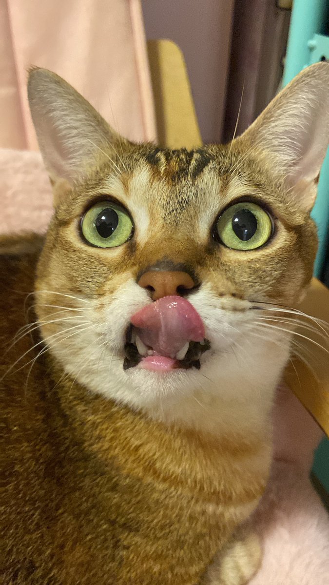 ChingMotorBus's tweet image. 