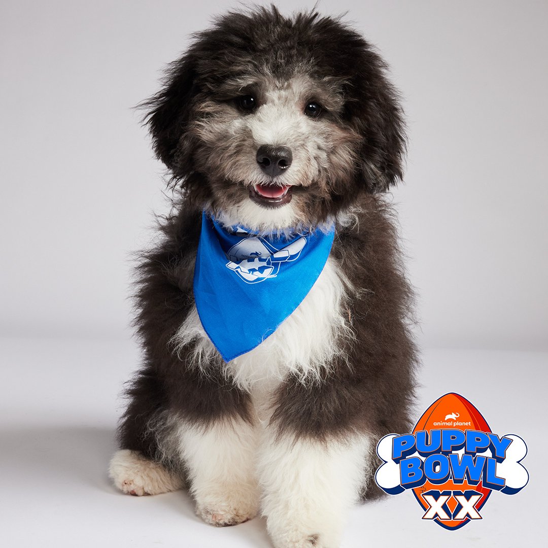 Be on the lookout for Guy Fureri and Arthur, OTAT alums, this Sunday during #PuppyBowl! Better yet, come to our watch party sponsored by @ChicagoBears to meet the superstars themselves! Grab your ticket: bit.ly/3GTAmaF
