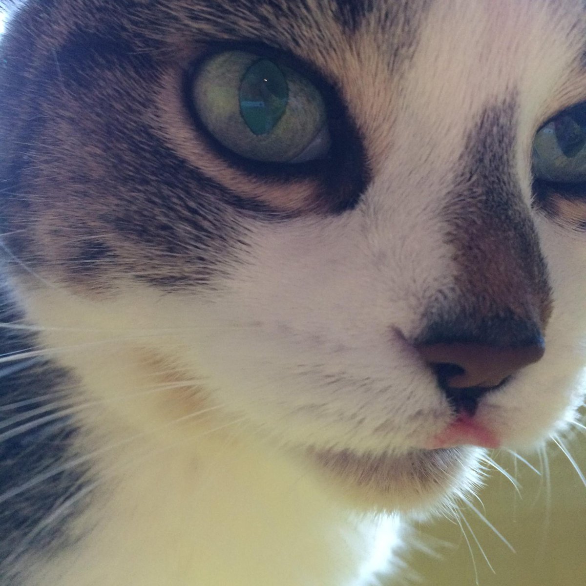 ThePippyCo's tweet photo. Hey,  I've been nominated for America's Favorite Pet! I'm 18.5 years old and boy oh boy, it sure would be nice to be recognized soon...you know what I mean. My mom wants me to be celebrated before that. So, could you, would you....vote for me?  https://t.co/H85djpdiOT https://t.co/njooNrxTjF