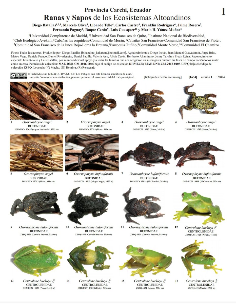 Una muestra de la exhuberante riqueza de la batracofauna de las selvas de alta montaña. La reciente contribución de Diego Batallas y colaboradores disponibles en <a href="/FieldMuseum/">Field Museum</a> ilustra la diversidad de #anuros en los bosques montanos en #Carchi
fieldguides.fieldmuseum.org/es/guias/guia/…
