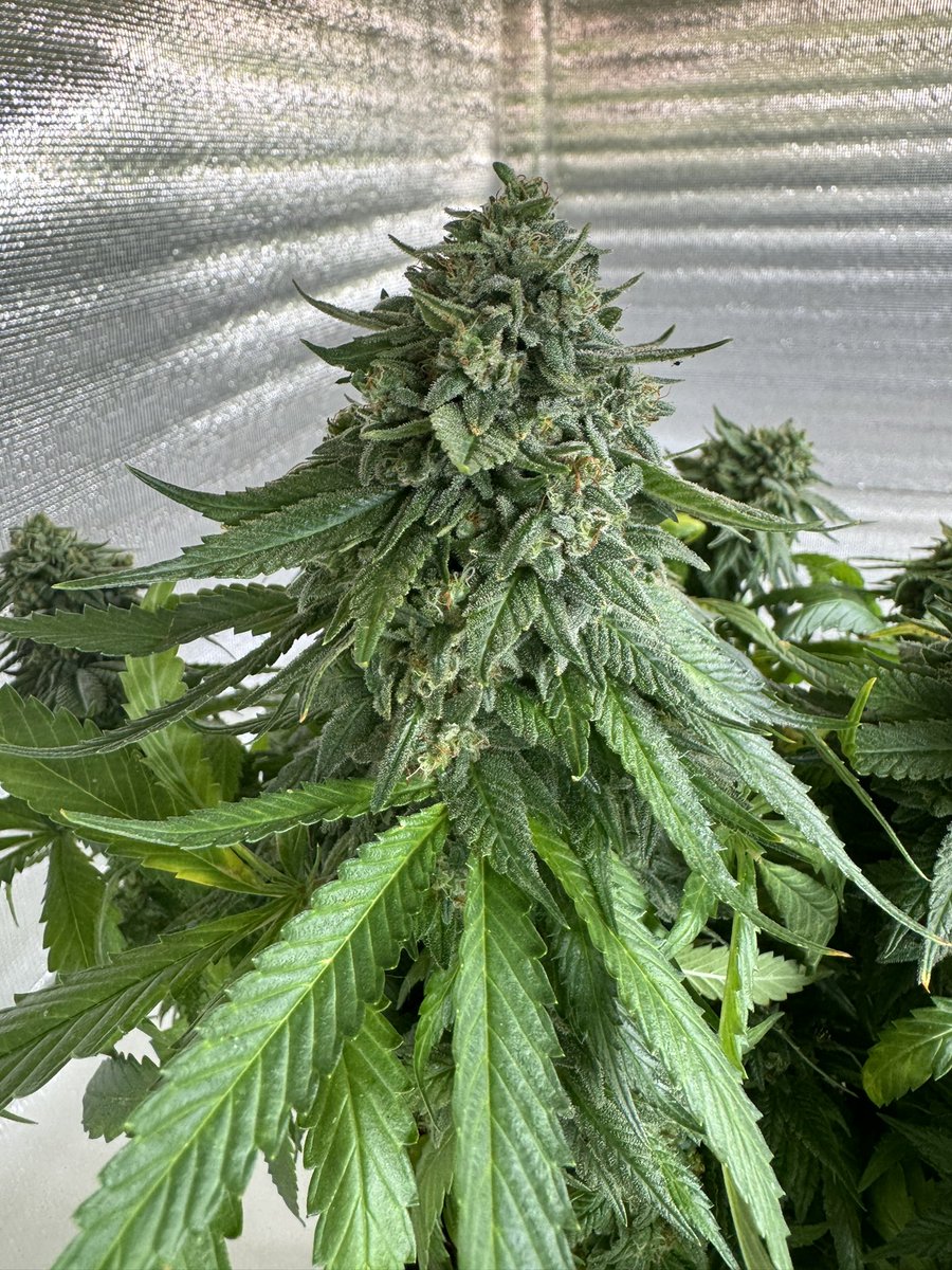 marijuanaglow's tweet photo. 大麻栽培Day229
#KushMintz 
Indica70% Sativa30% THC26%
かなり好きな花の形で咲いてくれてるので、早速水耕栽培を開始してみます。
咲かせてみないとわからない事や育て方など個性あるので、相性が良い物だけを残したい^ ^
#大麻農家 #BestPlants #ベスト株選び https://t.co/BqkpwymB6i
