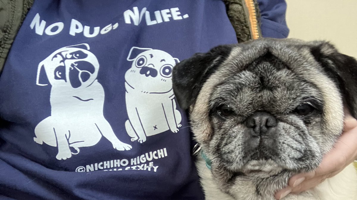 chibipug39's tweet image. スリーショット🐶🐶🐶
 #PUGSTYLE
 #ひぐちにちほ
 #能登半島地震被災地支援