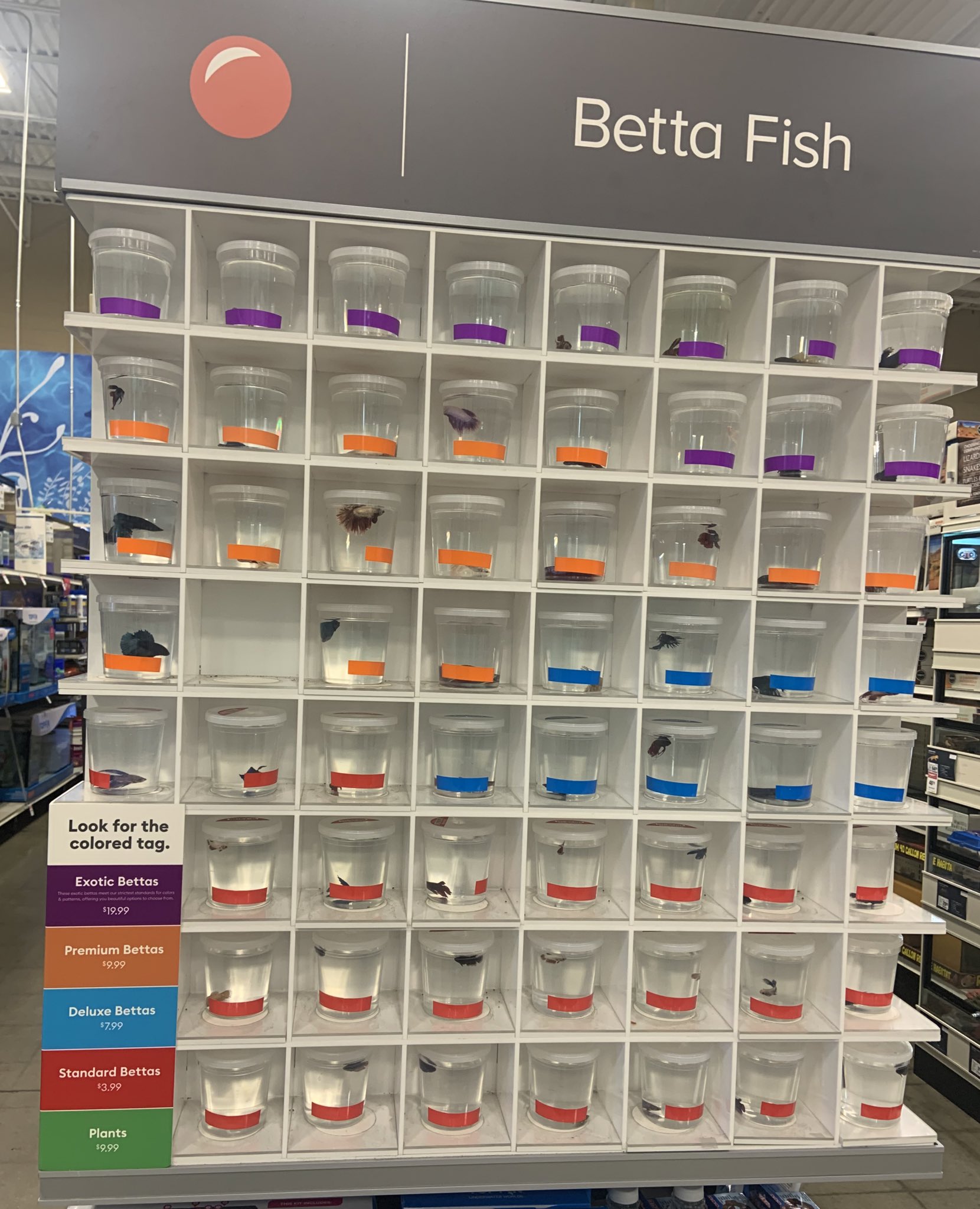 Anna Krivolapova on X: They modernized the betta fish section and made it  even more Huxleian, white honeycomb dividers and a caste system,  exotic-premium-deluxe-standard  / X