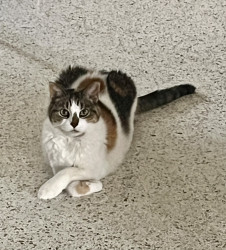 ThePippyCo's tweet photo. Hey, 
I've been nominated for America's Favorite Pet! I'm 18.5 years old and boy oh boy, it sure would be nice to be recognized soon...you know what I mean. My mom wants me to be celebrated before that. So, could you, would you....vote for me?
 https://t.co/H85djpdiOT https://t.co/sXqsskA26M