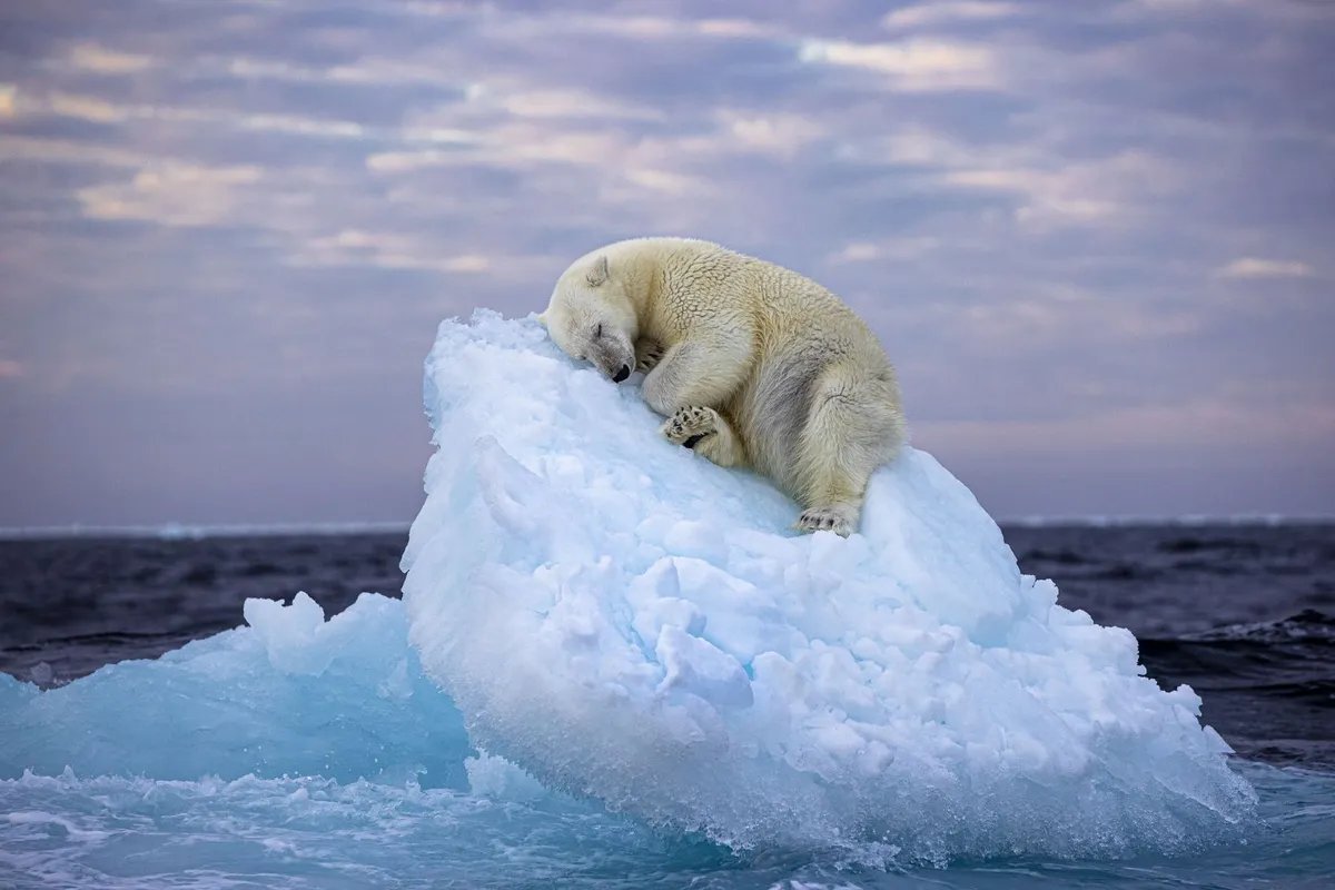 thibaultlpv's tweet image. "Ice Bed" by Nima Sarikhaniwins wins Wildlife Photographer of the Year People’s Choice Award 2023

The bear carved out a bed for himself before drifting off to sleep

That area of the Arctic Ocean holds 19 polar bear populations that rely on sea ice to travel and hunt offshore