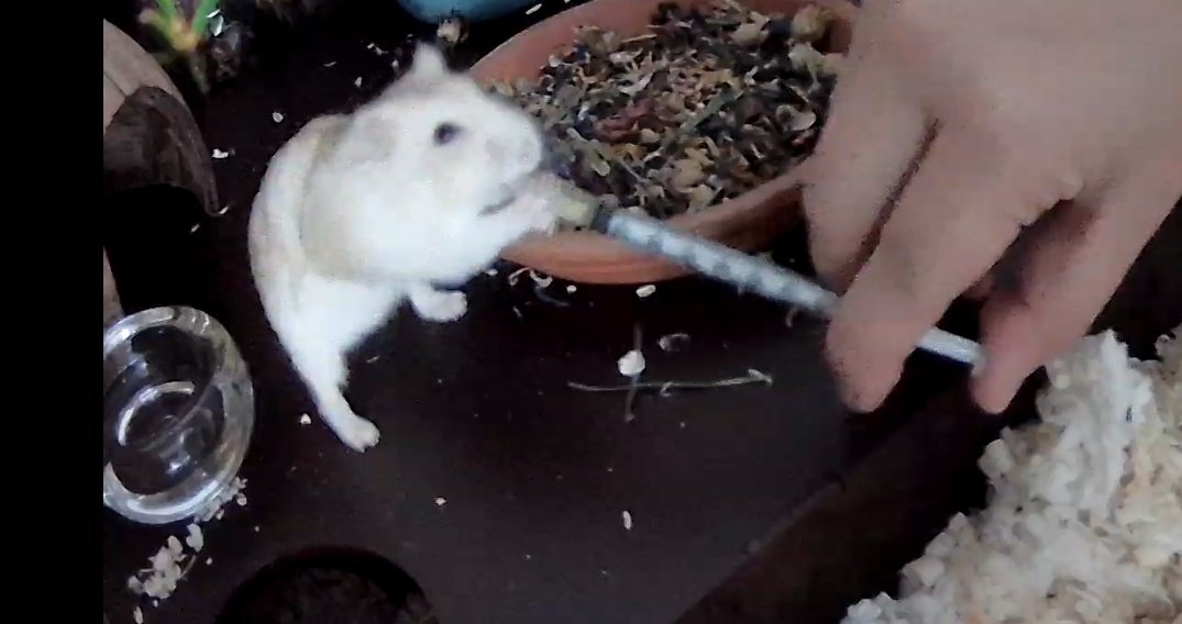 햄생2회차 확실.. 약 먹방