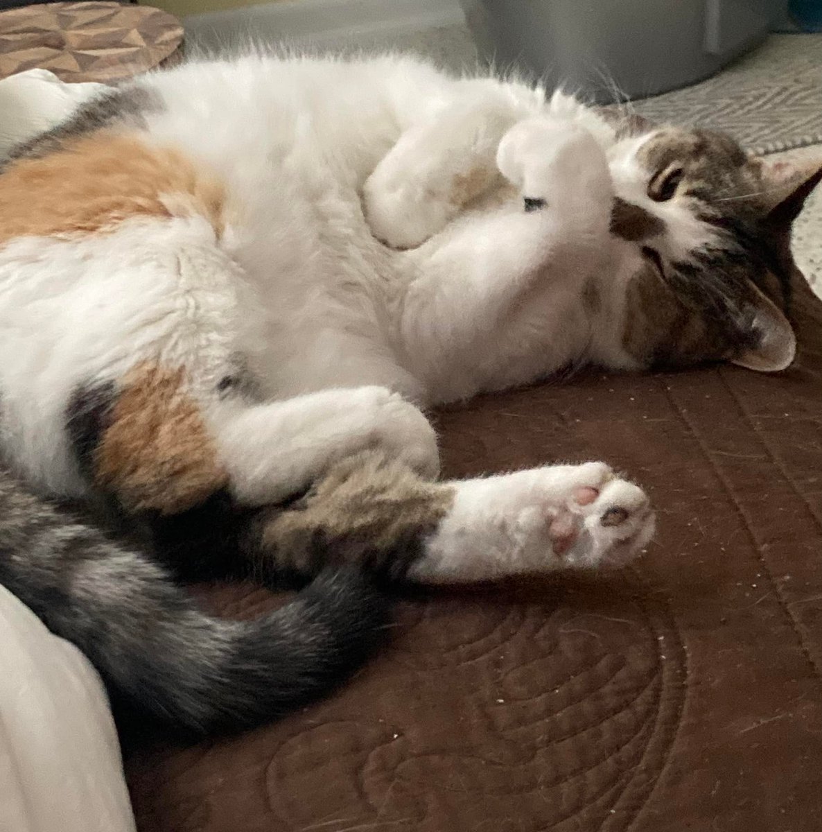 ThePippyCo's tweet photo. Hey,  I've been nominated for America's Favorite Pet! I'm 18.5 years old and boy oh boy, it sure would be nice to be recognized soon...you know what I mean. My mom wants me to be celebrated before that. So, could you, would you....vote for me?  https://t.co/H85djpdiOT https://t.co/OZMstAFAqT