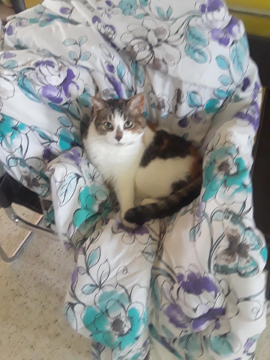 ThePippyCo's tweet photo. Hey,  I've been nominated for America's Favorite Pet! I'm 18.5 years old and boy oh boy, it sure would be nice to be recognized soon...you know what I mean. My mom wants me to be celebrated before that. So, could you, would you....vote for me?  https://t.co/H85djpdiOT https://t.co/MYkqlPYbwZ