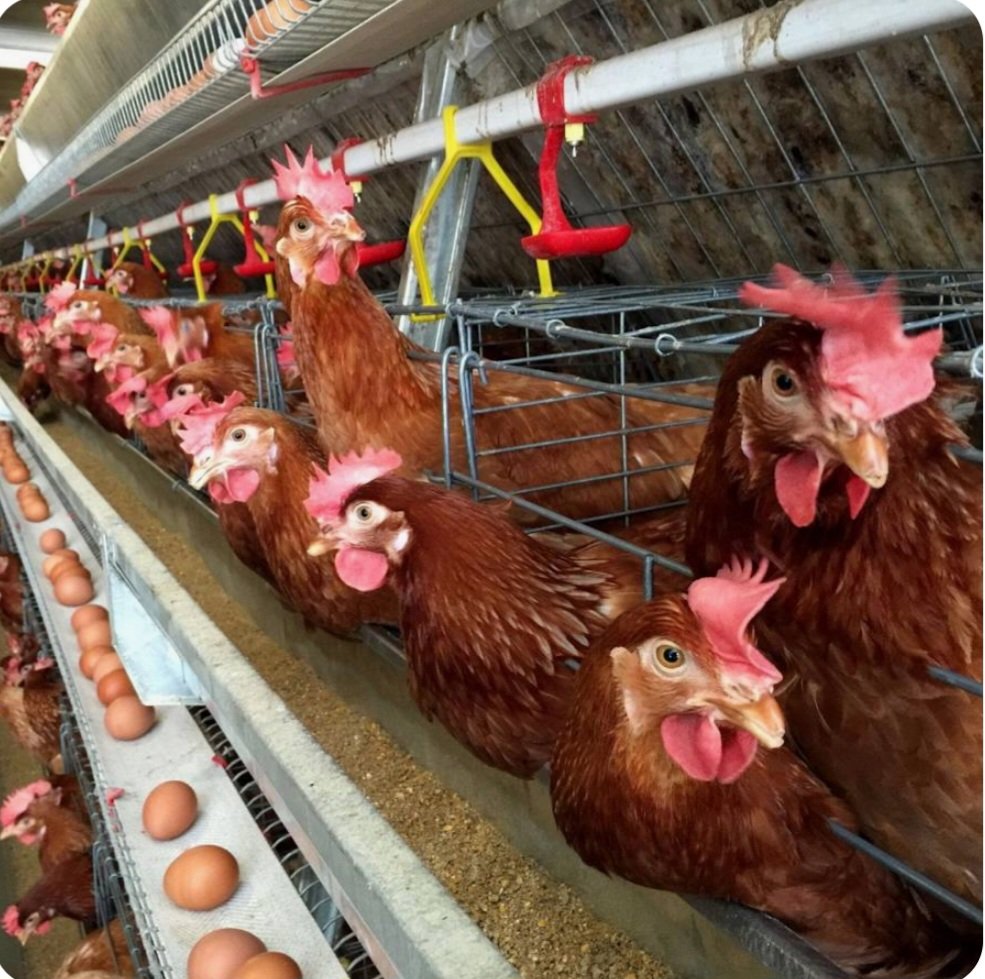 Profitable5336's tweet image. Our 4 weeks online training on COMMERCIAL LAYERS POULTRY FARMING begins next month on Monday, 4th March 2024.

It's once in a lifetime. Kindly don't miss this wonderful event. Kindly call or sms +254705536657 or +254720717041