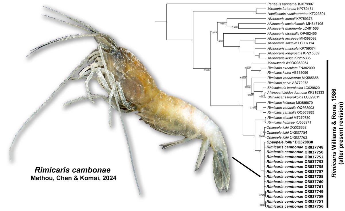 C. Chen @ Jamsteeeec tweet media