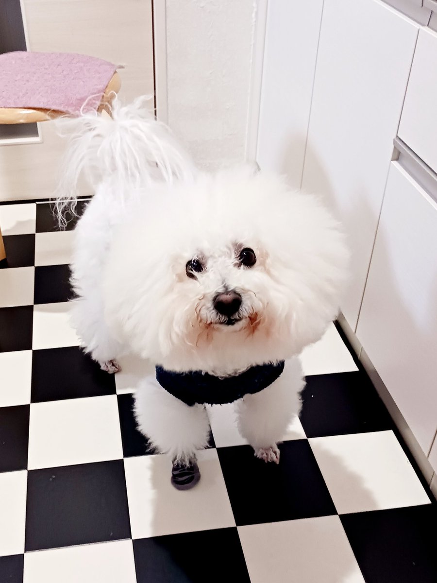 3Erumo3's tweet photo. 可愛く撮れたんじゃない⁉️右足の靴下が面白い😄
#bichonfrise  #erumo https://t.co/4afPR5DLWF