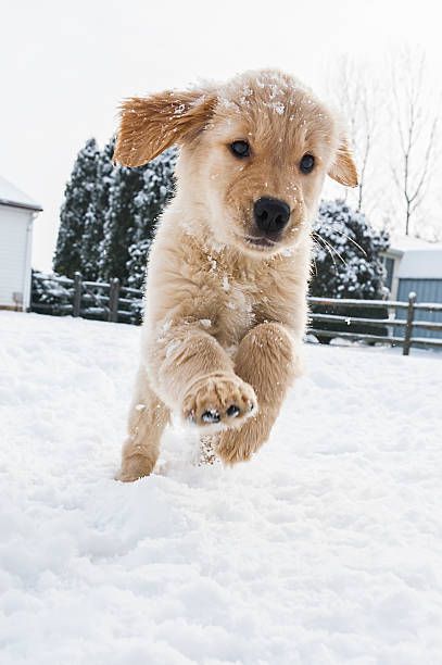 puppies video tweet media