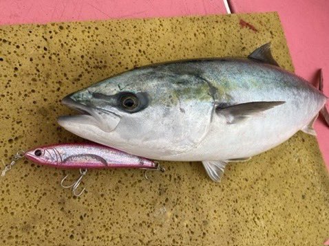 palms_global's tweet photo. Offshore Casting with RUSH DIVE in Japan 🇯🇵
Lure: RUSH DIVE 160 UV W pink color(RA-243)
#palmsfishing #offshorecasting #yellowtail #buri #kingfish #kingie #yellowtailkingfish @palms_japan https://t.co/p6XwuumIoE