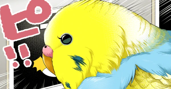 ほかほかのアイマスクにもなっちゃう #インコ 先輩。可愛い先輩の姿に癒されてください!初丸うげべそ  さんの「いじわる先輩、インコになった!?」まとめ読みを更新しました。 #ヤメコミ #4コマ漫画 