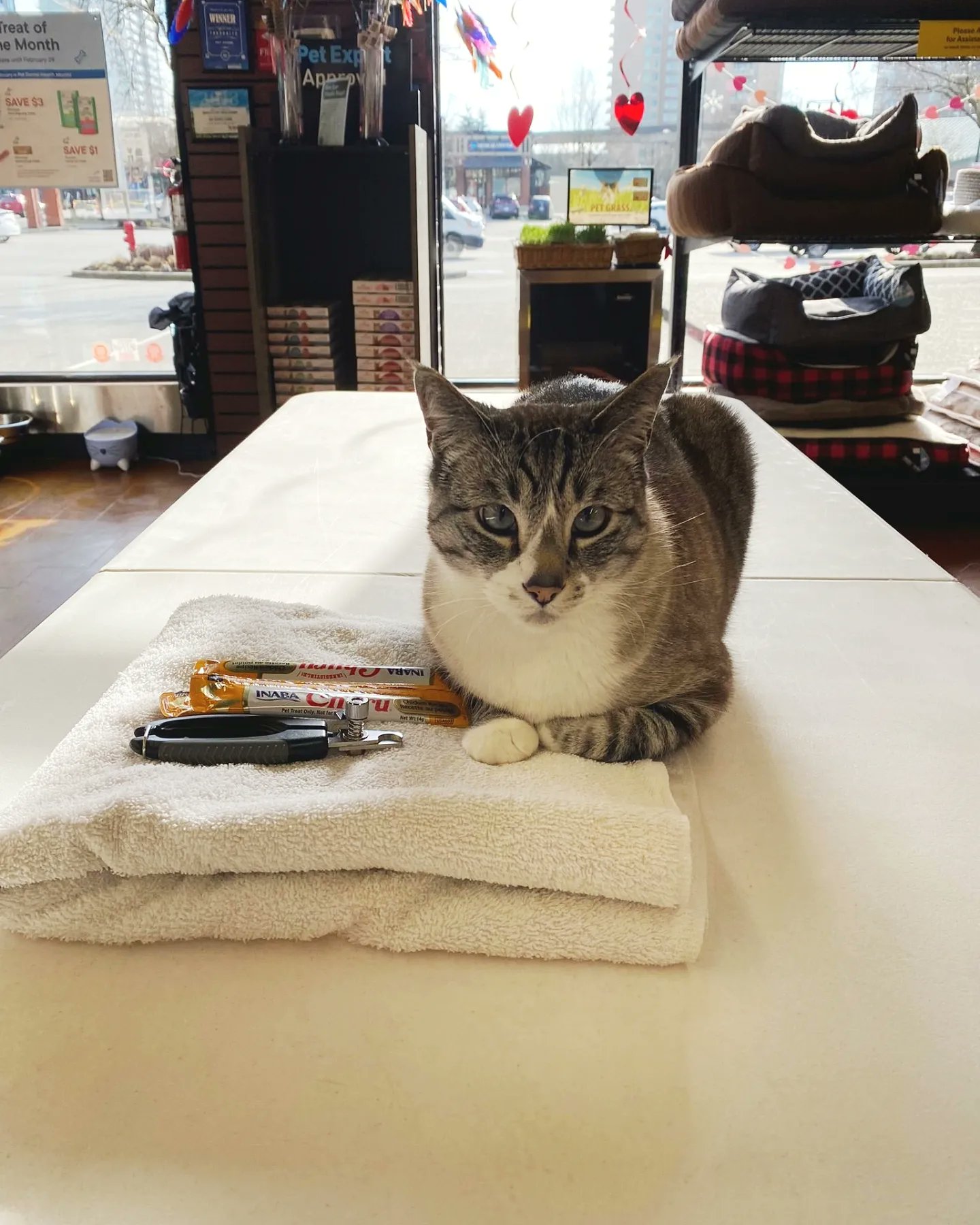 Bosleys hot sale cat food