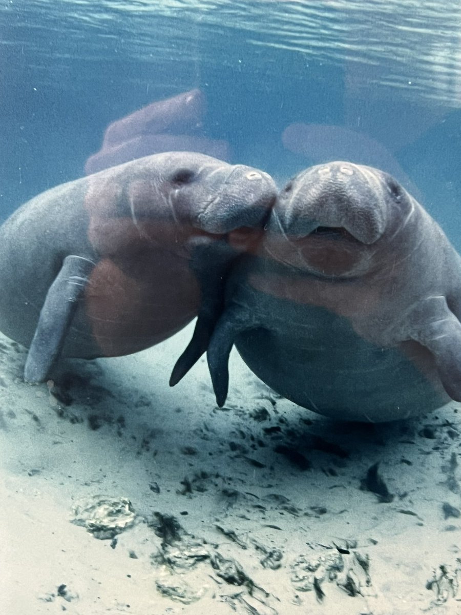 Hey <a href="/stoolpresidente/">Dave Portnoy</a> this picture was in my hotel room. I know you love the Manatees! Sorry for the bad picture just blame it on <a href="/BussinWTB/">Bussin' With The Boys</a>  like Their audio!