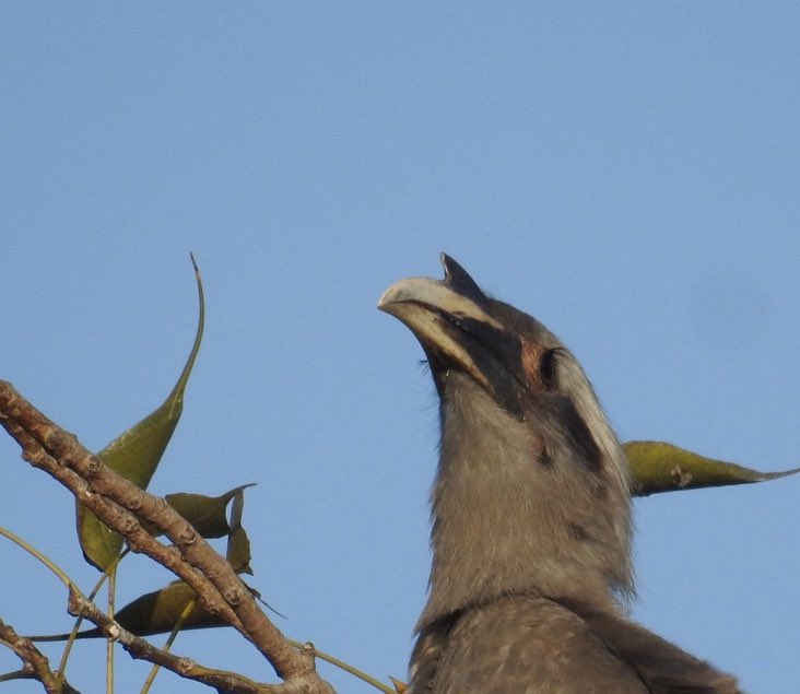 From birdwatching this morning. This magnificent Grey hornbill and its dear lashes! 
#indiaves