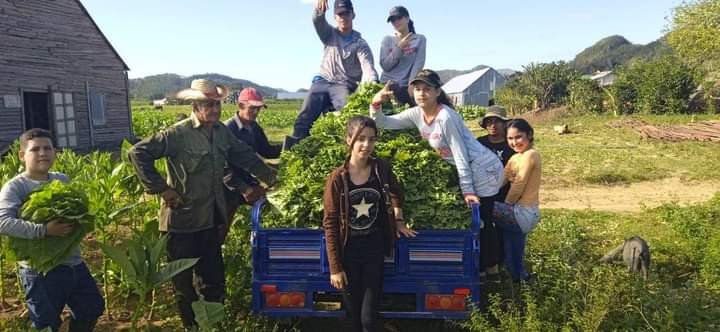 Estudiantes de la S/B Noel Medina Mariño se incorporan a las labores agrícolas en la CPA Fco Pérez Germán , experiencia y juventud se unen para aportar a nuestra economía en la actual campaña tabacalera con el compromiso de obtener resultados superiores  #PinardelRío #Cuba