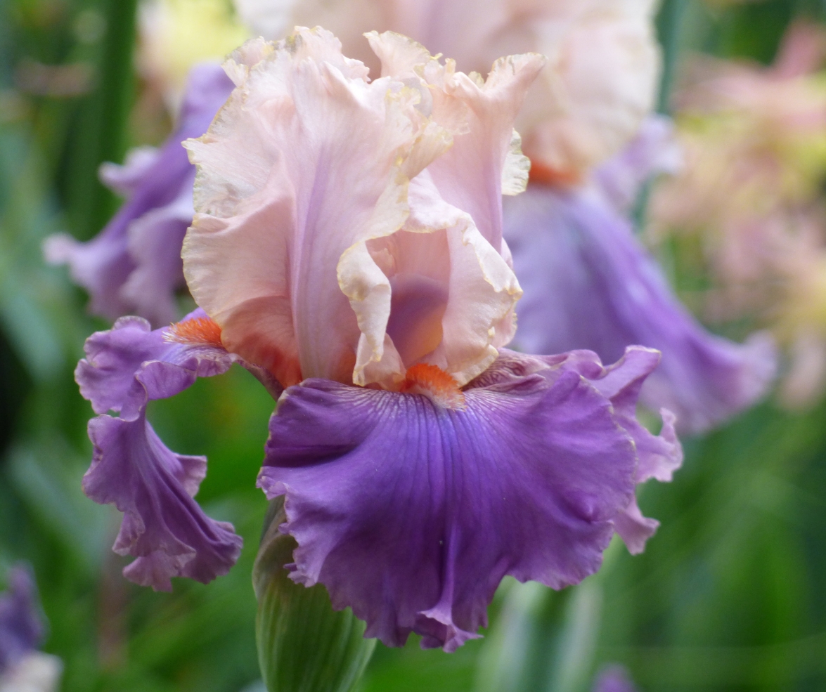 SchreinersIris's tweet photo. You know what they say, variety is the spice of life. Enjoy the vibrant selections in our Valentine's exclusive Radiant Romance Collection featuring seven stunning #iris for only $118. Order now by visiting: https://t.co/Ruj6BLafux
#schreinersgardens #valentinesgift #irislover https://t.co/d0d0QEkb1k