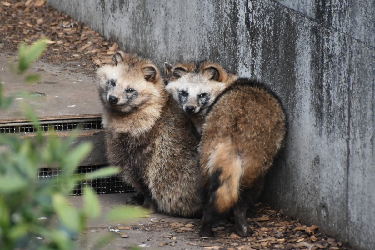 タヌキの里 の小さなお団子たち。 もふもふで暖かそうです。 #東山動