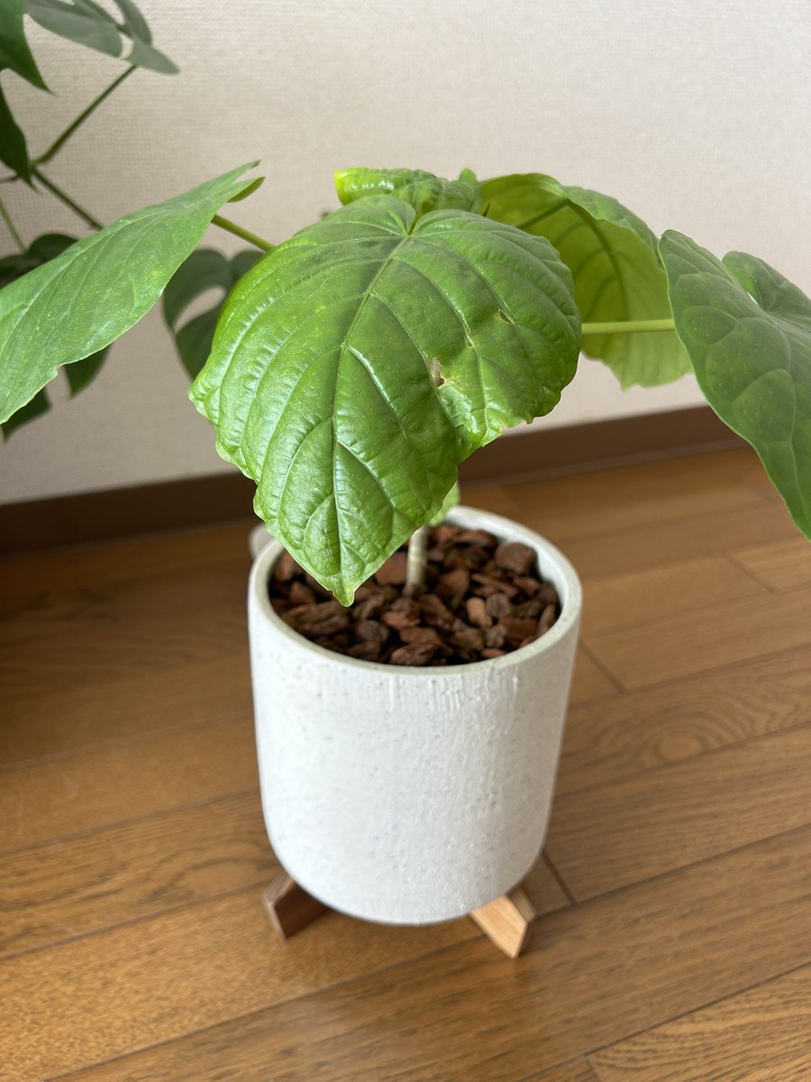 ウンベラータ - Search / X