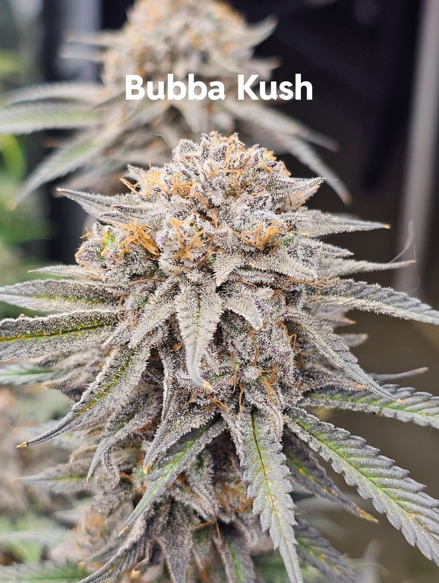 Oregon_bud's tweet photo. Should I chop? Heading out of town for a week so it's either today or 7 more days. https://t.co/qObE8tyCMw
