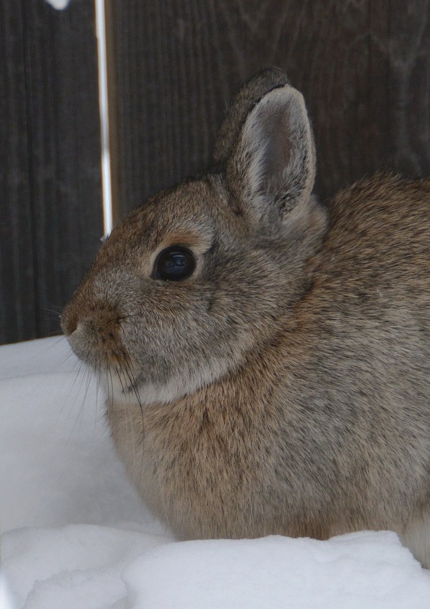 Backyard visitor! This mountain cottontail has been visiting the backyard for a couple of weeks now. What a cutie! #nature #wildlifeinthecity