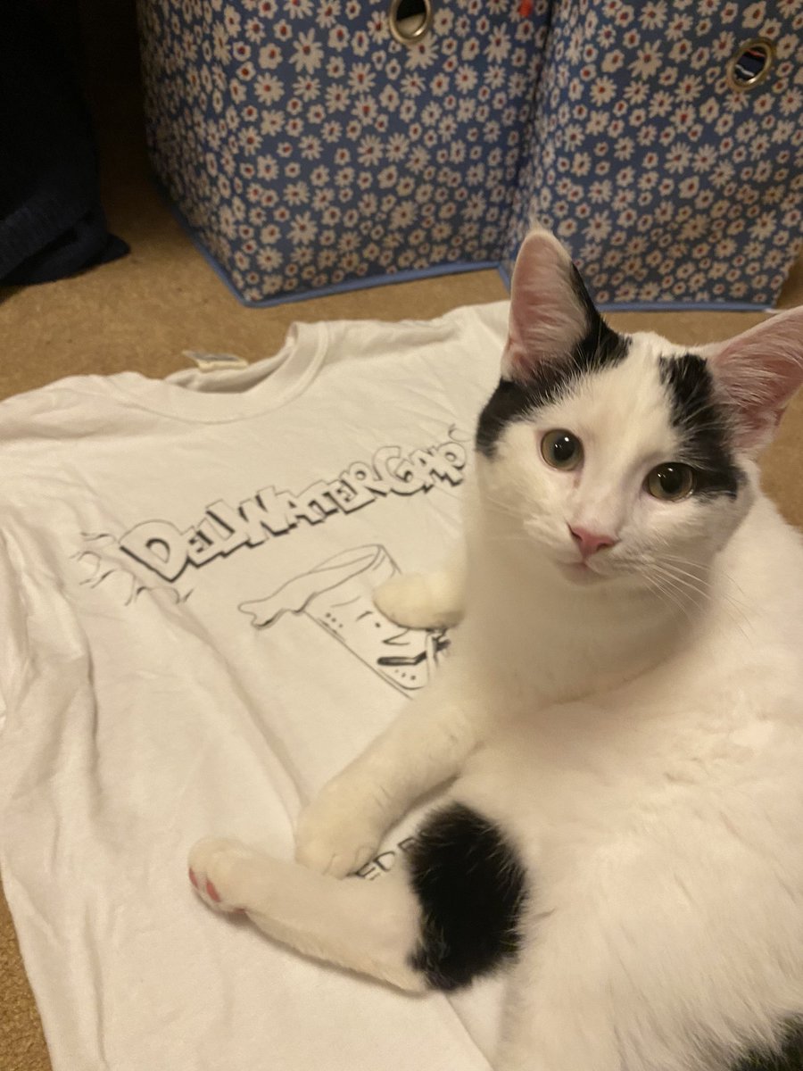 laid out my gap merch to crop… @delwatergap ur merch is approved by my cat i think