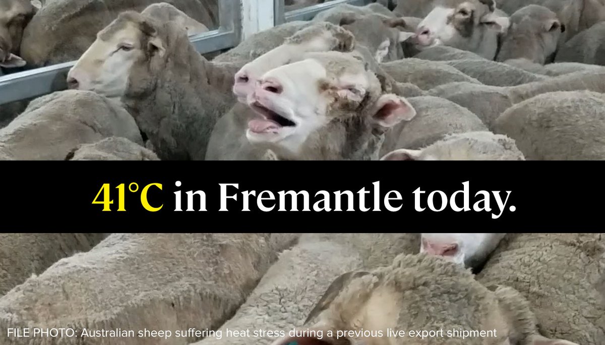 Animals Australia tweet media