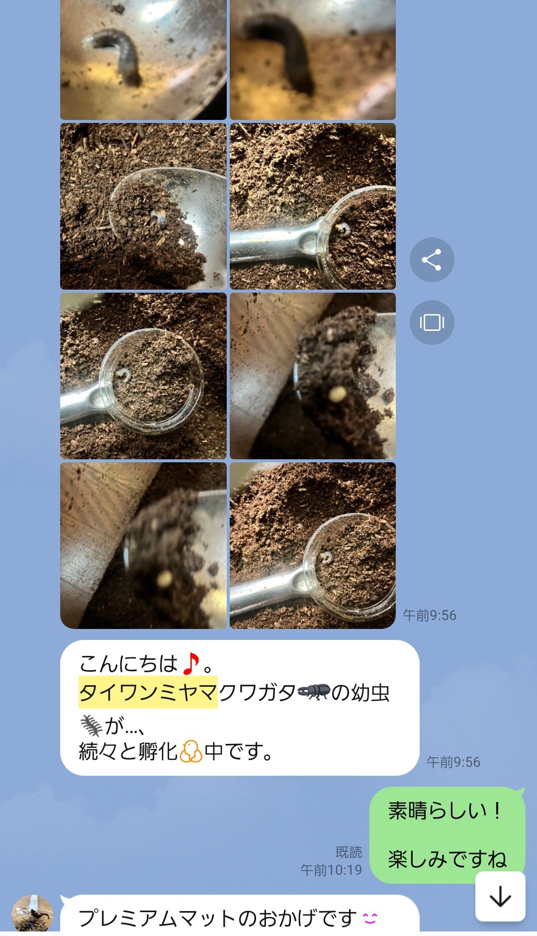 最強のカブトムシ☆クワガタマット作ってます 最強のカブトムシ☆クワガタマット作ってます