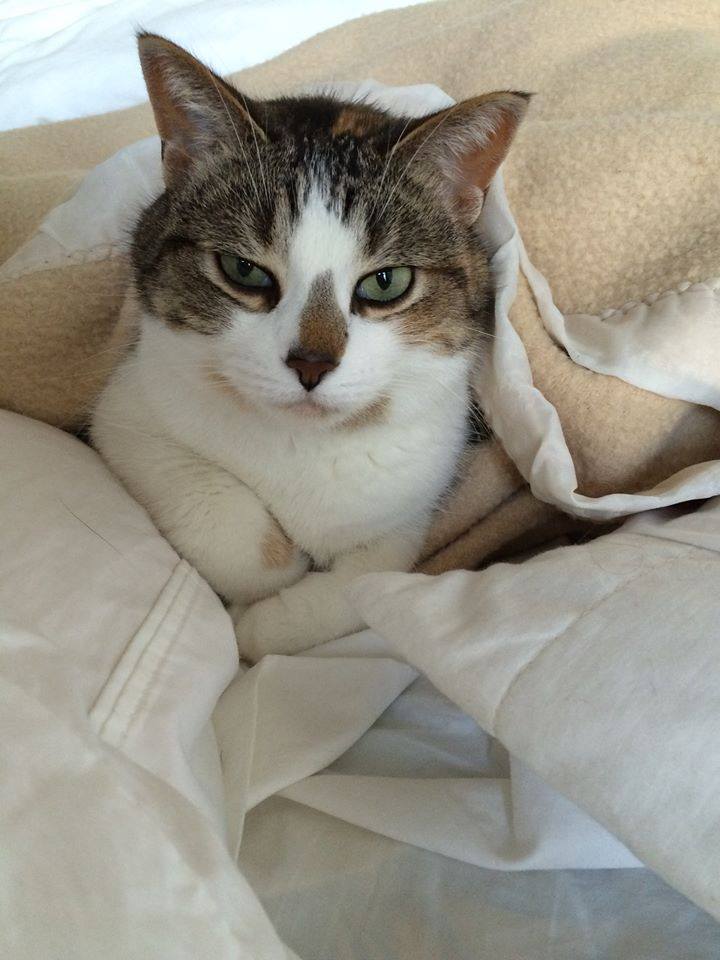 ThePippyCo's tweet photo. Hooray! Cry Baby made it to the top 20!
The next cut is coming up soon for the top 15 and she is in 15th place.
PLEASE SHARE so she can get some treats and donate to The kitten Angel Rescue
VOTE Here and SHARE please! https://t.co/ZCFJNXbzIv