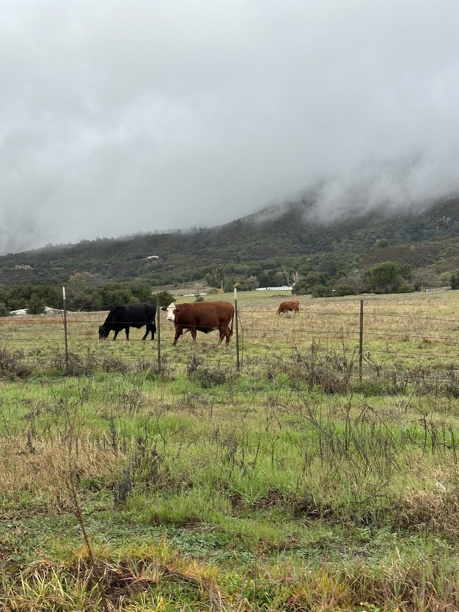 badsozy's tweet photo. The beauty of life 🐮🤍🐴 https://t.co/BMLkgSOy4P