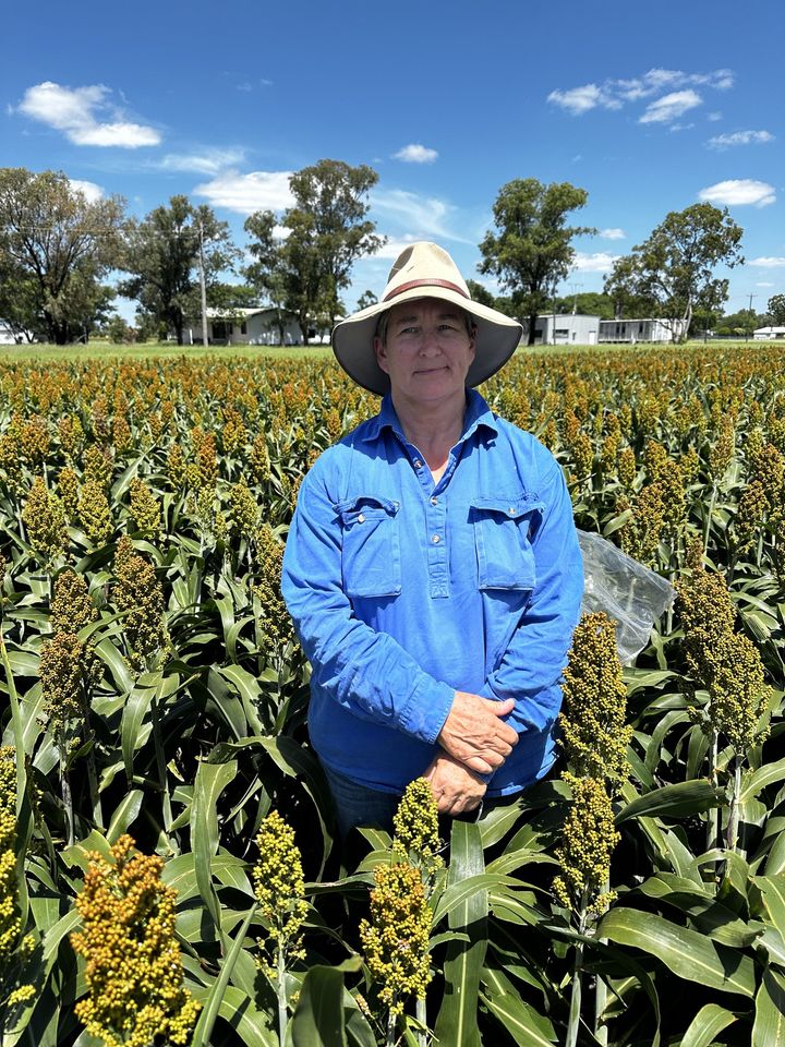 theGRDC's tweet photo. Fall armyworm (FAW) are being detected at unprecedented levels in sorghum crops across Queensland and northern New South Wales causing what experts predict could be the most significant impact on sorghum since the pest’s arrival in Australia: https://t.co/nFNd9HOpXc

@DAFQld https://t.co/PxclX4OoAP