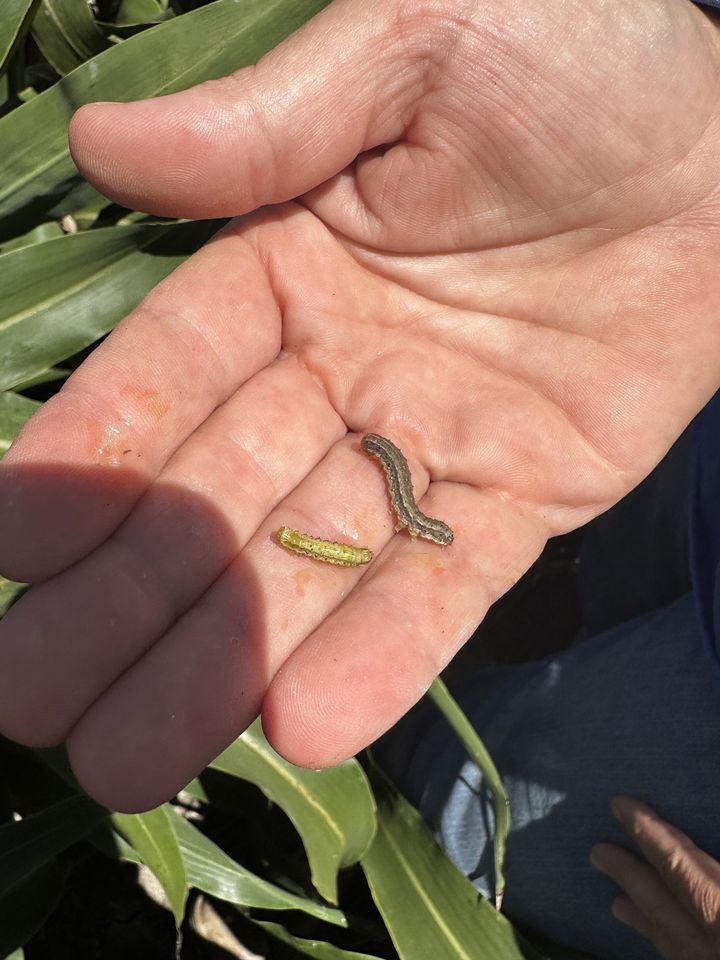 Fall armyworm (FAW) are being detected at unprecedented levels in sorghum crops across Queensland and northern New South Wales causing what experts predict could be the most significant impact on sorghum since the pest’s arrival in Australia: bit.ly/498X3V4 @DAFQld