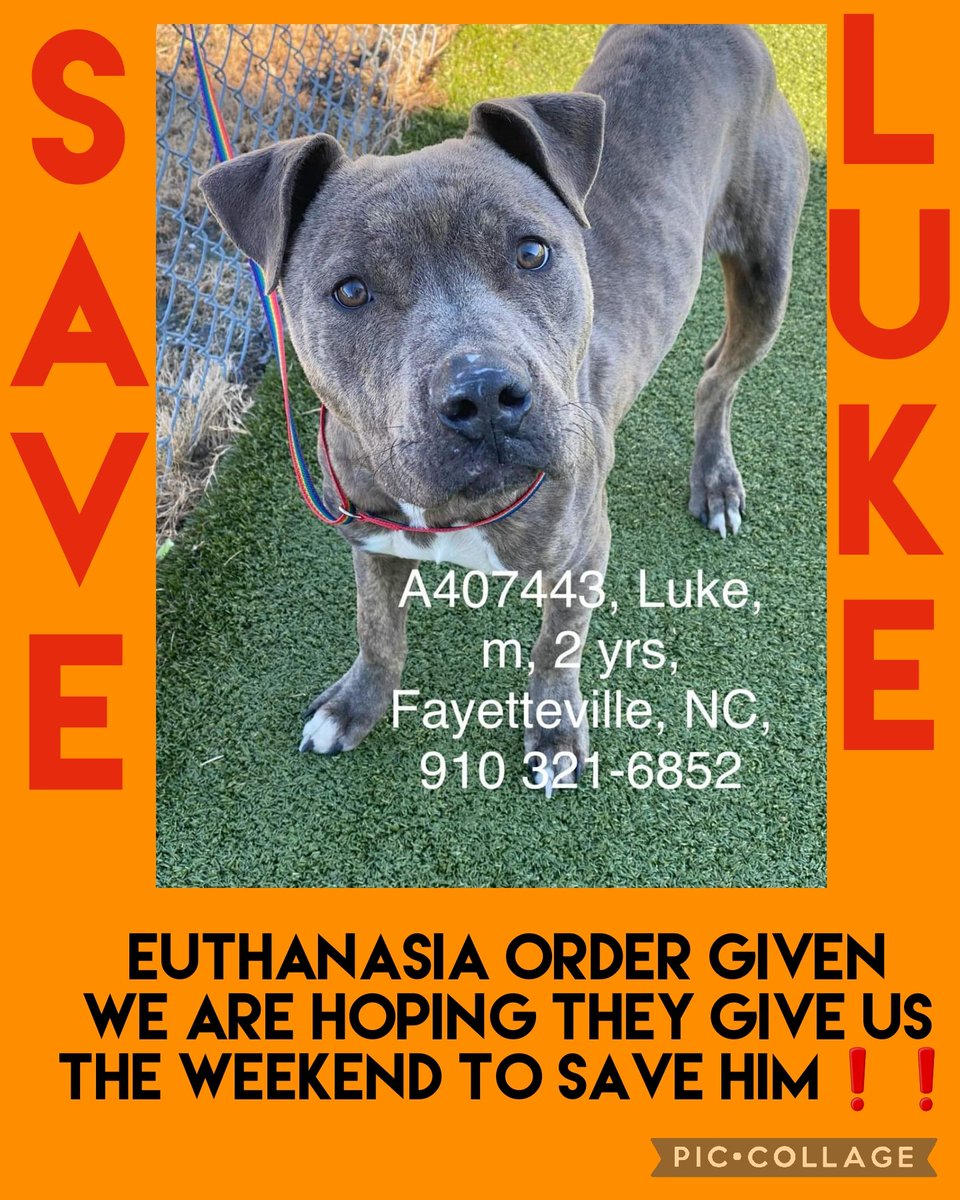 EUTHANASIA ORDER given we are hoping they give us the weekend to Save him❗️❗️ 

LUKE came in as a stray with his friend Sassy.  They were found roaming &amp; begging for food to eat. 

A407442
48lb
2 yr 
Cumberland Cnty Fayetteville, NC
910-321-6852
#rescue #adopt #dogs #deathrowdogs