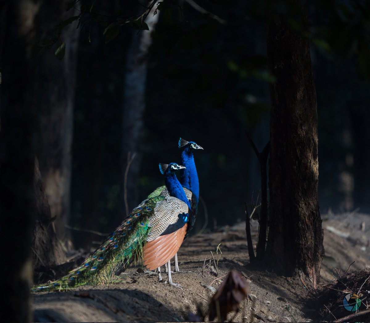 Two handsome males posing in studio called Jungle, Pic from @PilibhitR #IndiAvea #natgeoindia #birdwatching #ThePhotoHour #BirdsSeenIn2024 #wildlifephotography