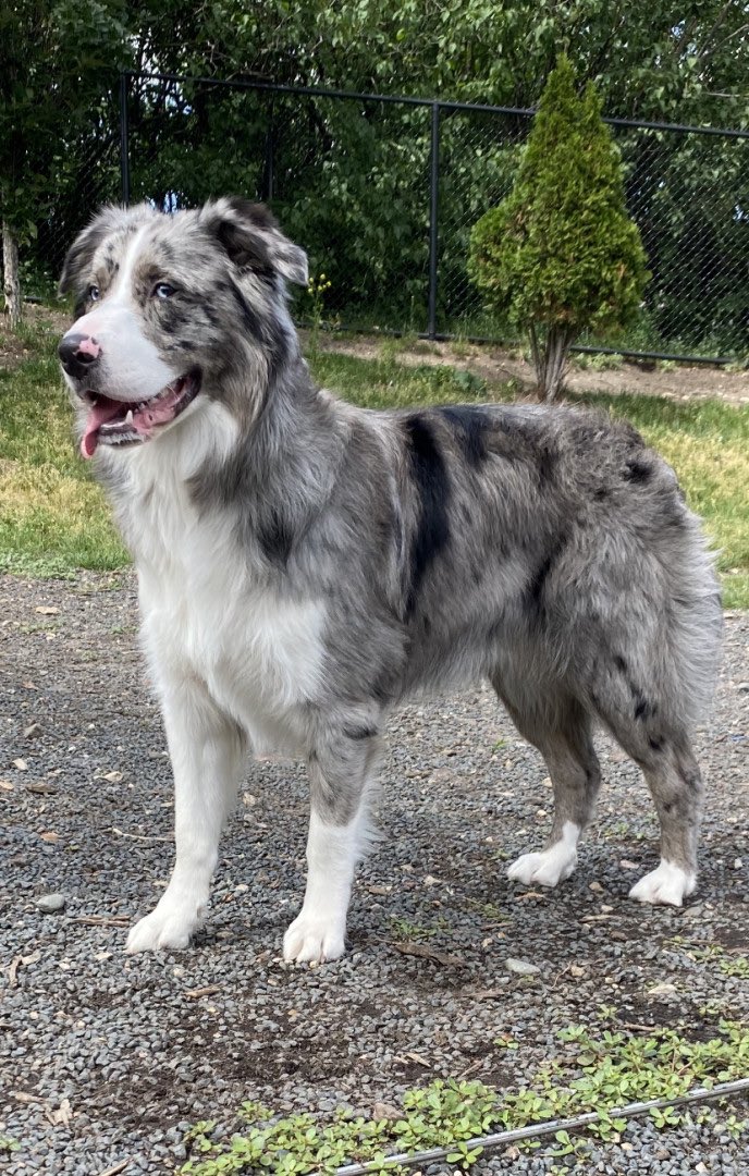 MVPSportPicks's tweet photo. #Vote for Ralphie for Americas Favorite Pet https://t.co/i0Gi5nbGXm?

#Australiancattledog #VoteForRalph @TweeetsOfDogs @PetSmart https://t.co/HrTXQaa6cc