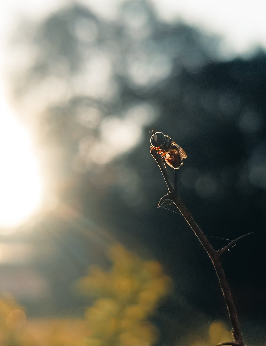 Amanxvrma's tweet photo. Macro shots...
.
.
#honor
#htech
#honor90
#honorcommunity
#shareyourvibe 
#shotonhonor https://t.co/6nSdoOy7sH