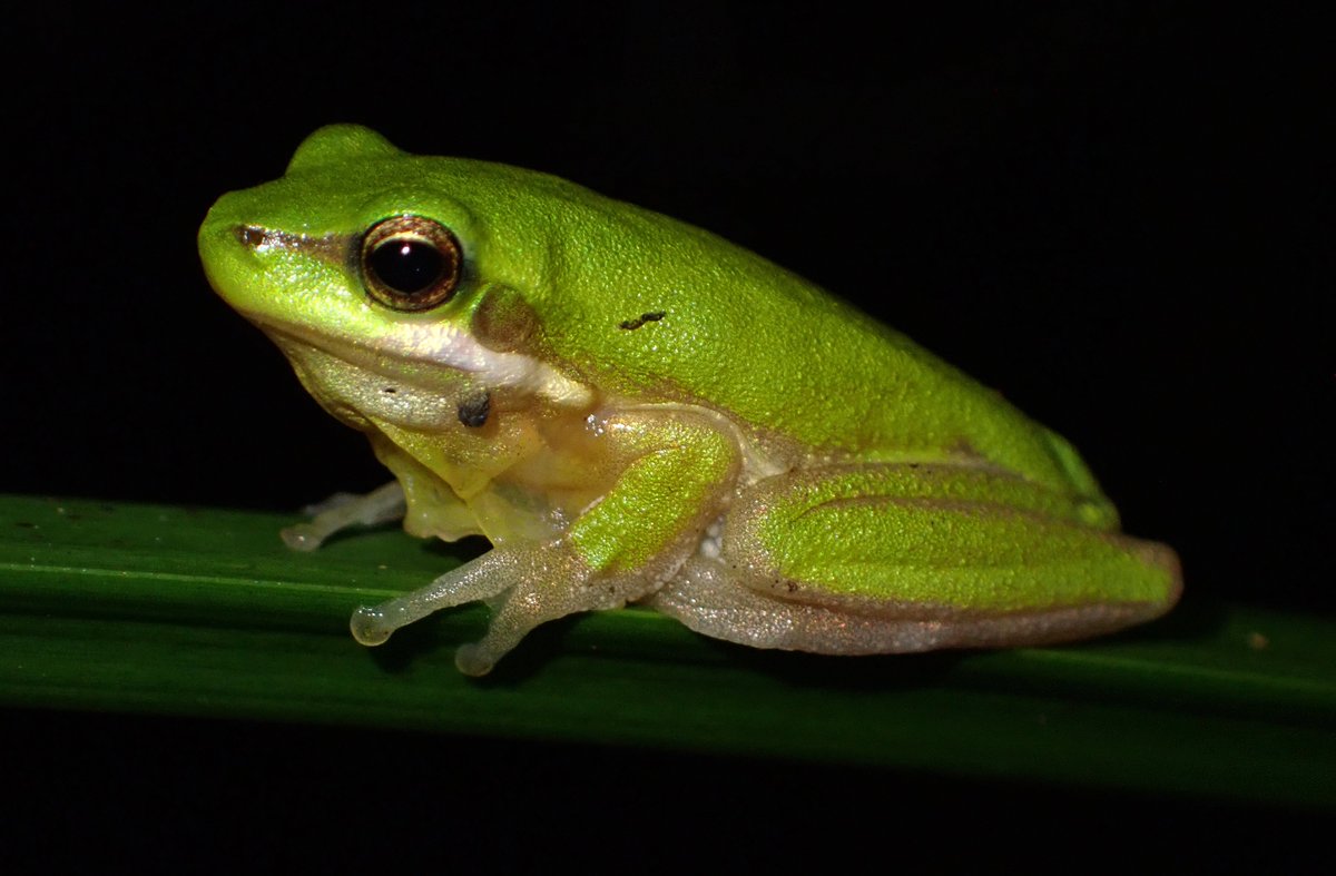 What are two academic dermatologists and cutaneous biology researchers doing at night in the rainforest? They observe frogs! With @hpsoyer at Mt Nebo, SEQ, 27th January 2024: Litoria tyleri, Litoria peronii, Litoria fallax.