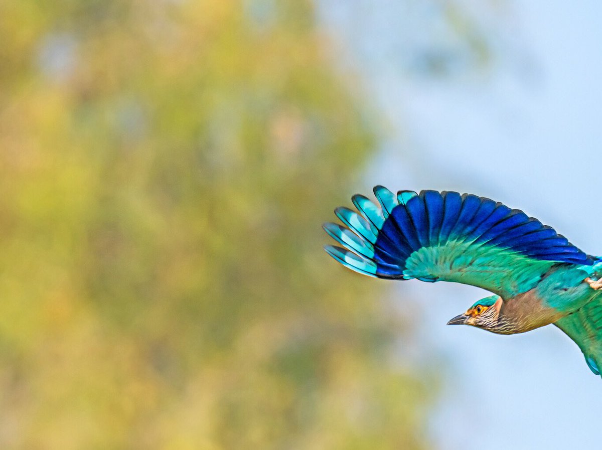 chandanaroy24's tweet photo. A potentially good shot turns disappointing when either you are too close or the bird is too fast, leaving you with an image with missing parts.
#MissedBirdShots #BirdsOfTwitter #IndianRoller #WhiteEaredBulbul #RedWattledLapwing #ArabianGreenBeeEater #BirdsOfUAE #IndiAves #birds https://t.co/ESBRSEcbsh