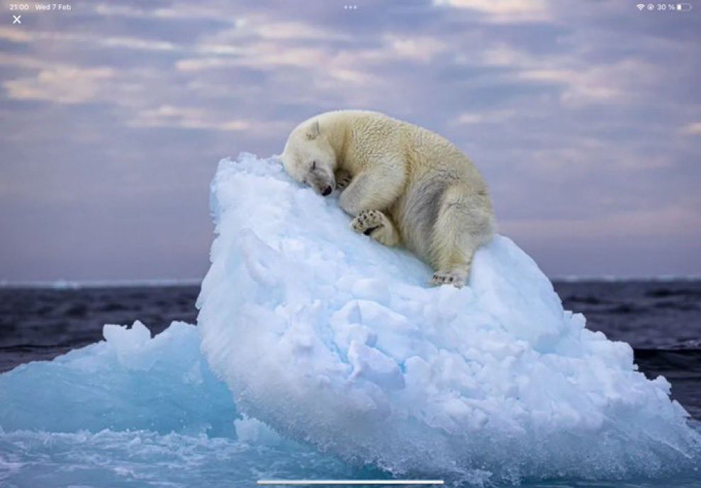 What’s happening asks #x! The ice is melting, the polar bears are threatened, the world is about to end! Maybe. Maybe not! Only 2 things are clear. This bear is having a nice nap. And #NimaSarekhani has won the #BBC Wildlife Photographer of the Year People’s Choice Award. Kudos!