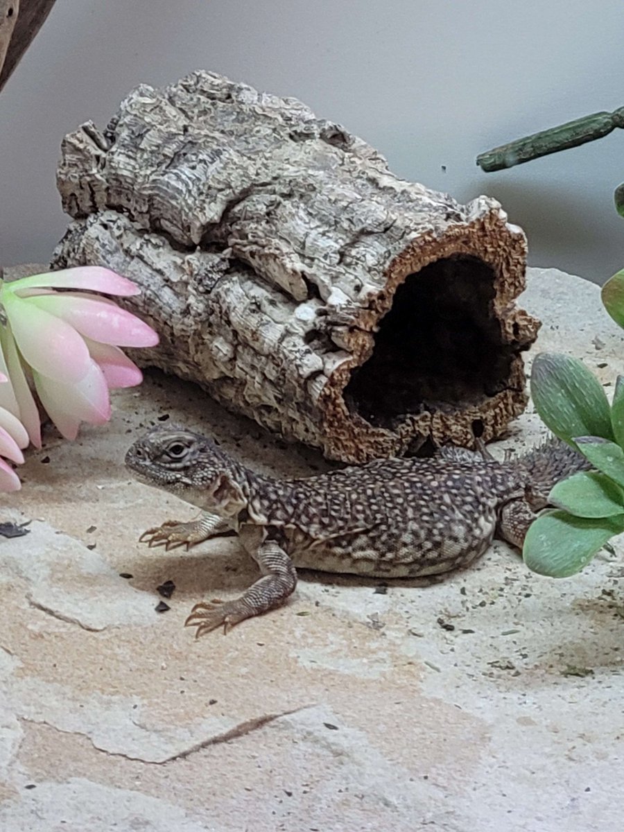 guys look at my partner's baby uromastyx lizard (: his name is nut